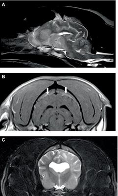 Neurological manifestations in dogs with acute leukemia